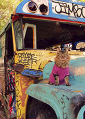 magic bus